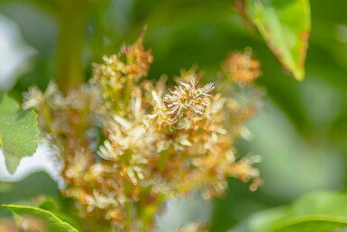 Fraxinus ornus Mehrstämmig 400-450