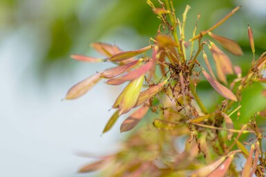 Fraxinus ornus Mehrstämmig 400-450