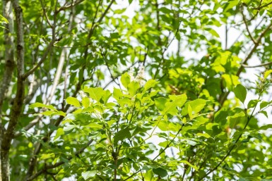 Fraxinus ornus Mehrstämmig 400-450