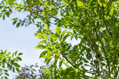 Fraxinus ornus Mehrstämmig 400-450