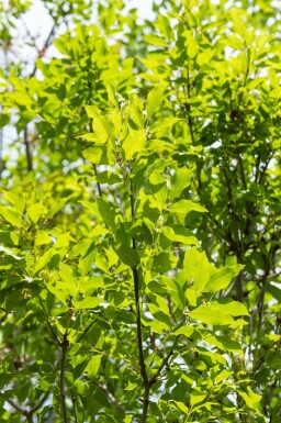 Fraxinus ornus Mehrstämmig 400-450