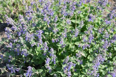 Katzenminze Nepeta faassenii 5-10 Topf 9x9 cm (P9)