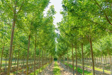 Rot-Esche Fraxinus pennsylvanica 'Summit' Hochstamm Fraxinus pennsylvanica 'Summit' Hochstamm