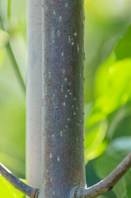 Rot-Esche Fraxinus pennsylvanica 'Summit' Hochstamm Stammumfang 10-12 T Fraxinus pennsylvanica 'Summit' Hochstamm 10/12