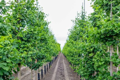 Ginkgobaum Ginkgo biloba Ginkgo biloba