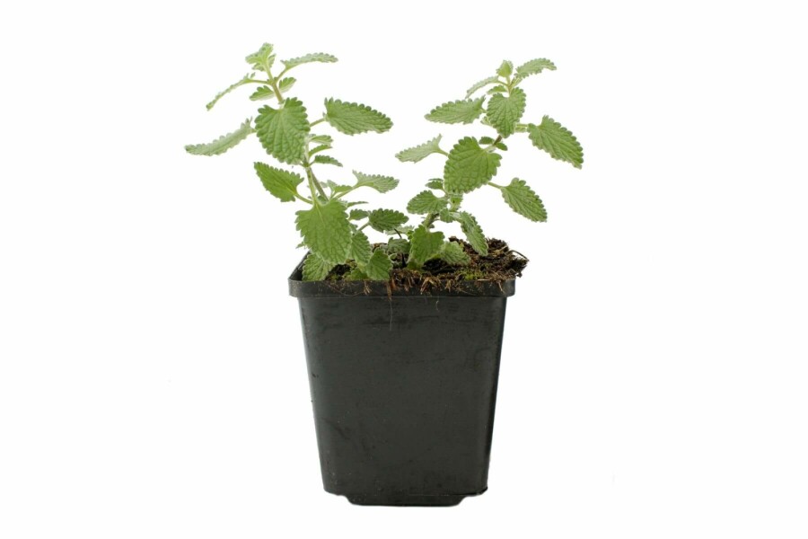 Katzenminze Nepeta faassenii 'Six Hills Giant' 5-10 Topf 9x9 cm (P9) Nepeta faassenii 'Six Hills Giant'