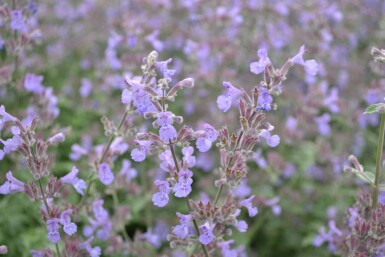 Katzenminze Nepeta faassenii 'Six Hills Giant' 5-10 Topf 9x9 cm (P9)