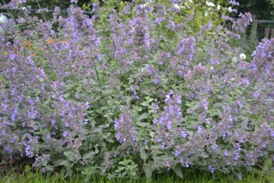 Katzenminze Nepeta faassenii 'Six Hills Giant' 5-10 Topf 9x9 cm (P9)