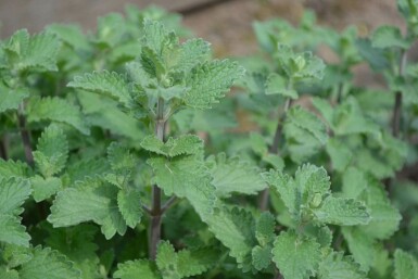 Katzenminze Nepeta faassenii 'Six Hills Giant' 5-10 Topf 9x9 cm (P9)