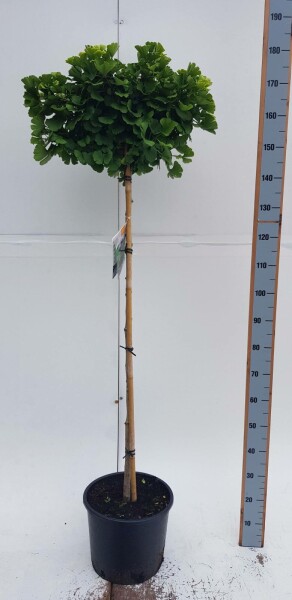Fächerblattbaum Ginkgo biloba 'Mariken' Kugelförmig Stammhöhe 90 T Ginkgo biloba 'Mariken' Kugelförmig 90cm Stamm