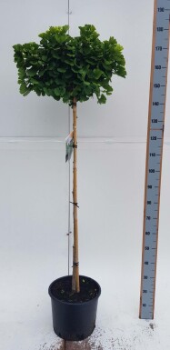 Fächerblattbaum Ginkgo biloba 'Mariken' Kugelförmig Stammhöhe 90 T Ginkgo biloba 'Mariken' Kugelförmig 90cm Stamm
