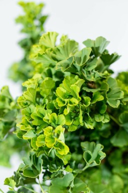 Fächerblattbaum Ginkgo biloba 'Mariken' Kugelförmig Stammhöhe 90 T Ginkgo biloba 'Mariken' Kugelförmig 90cm Stamm