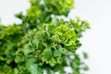 Fächerblattbaum Ginkgo biloba 'Mariken' Kugelförmig Stammhöhe 90 T Ginkgo biloba 'Mariken' Kugelförmig 90cm Stamm