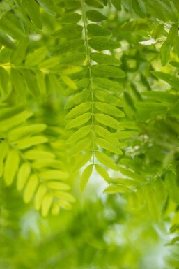 Amerikanische Gleditschie Gleditsia triacanthos Gleditsia triacanthos