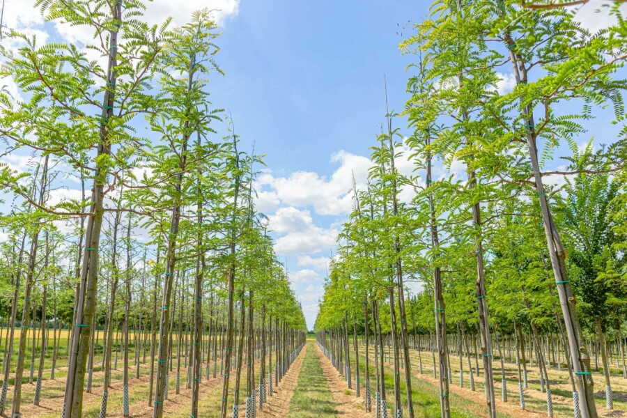 Amerikanische Gleditschie Gleditsia triacanthos Hochstamm Stammumfang 10-12 T Gleditsia triacanthos Hochstamm 10/12