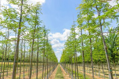 Amerikanische Gleditschie Gleditsia triacanthos Hochstamm Gleditsia triacanthos Hochstamm