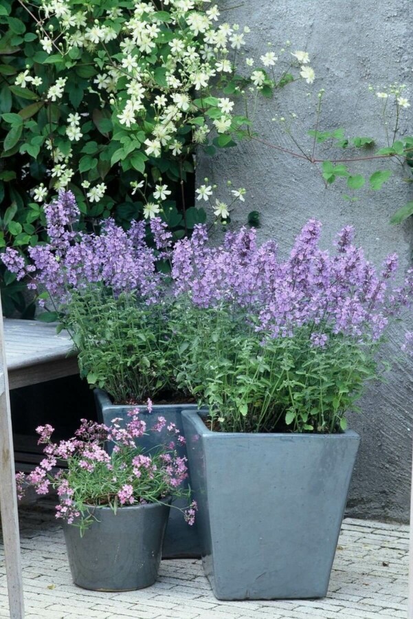 Katzenminze Nepeta faassenii 'Walker's Low' Topf | Heijnen Pflanzen