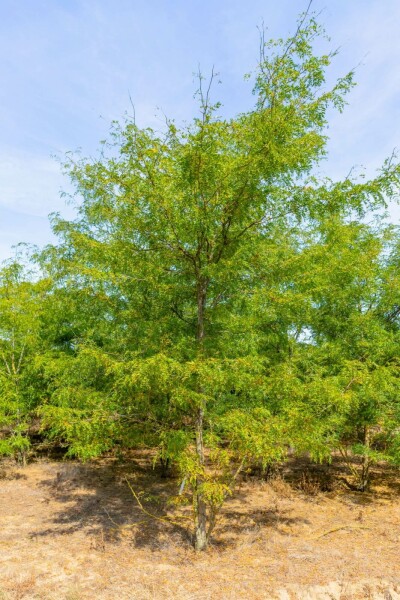 Amerikanische Gleditschie Gleditsia triacanthos Mehrstämmig 400-450 T Gleditsia triacanthos Mehrstämmig 400-450