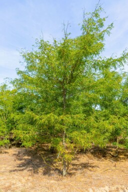 Amerikanische Gleditschie Gleditsia triacanthos Mehrstämmig Gleditsia triacanthos Mehrstämmig