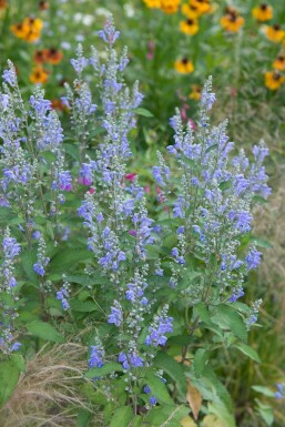 Sibirische Katzenminze Nepeta sibirica 5-10 Topf 9x9 cm (P9)