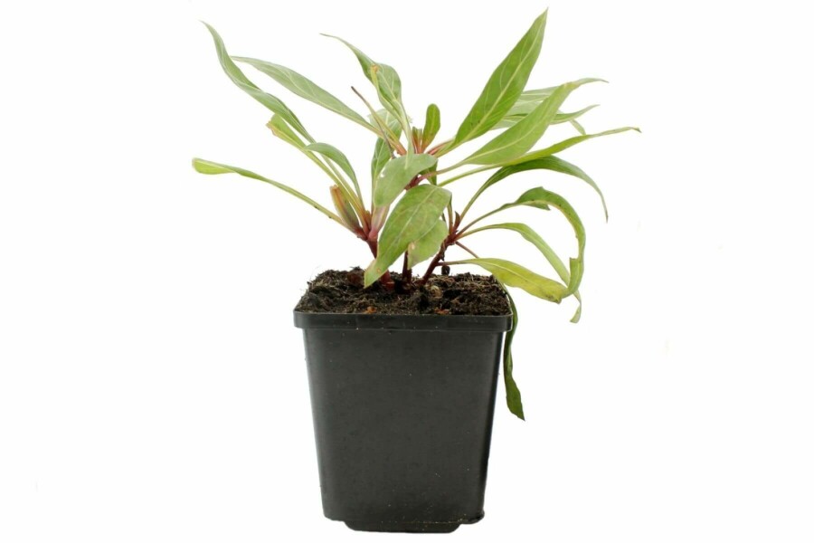 Missouri-Nachtkerze Oenothera macrocarpa 5-10 Topf 9x9 cm (P9) Oenothera macrocarpa