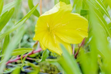 Missouri-Nachtkerze Oenothera macrocarpa 5-10 Topf 9x9 cm (P9)