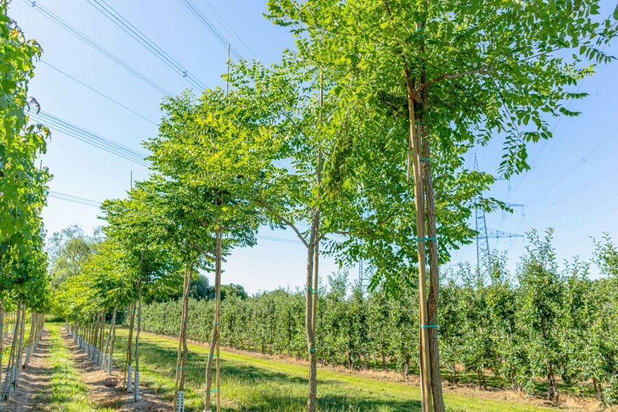 Geweihbaum Gymnocladus dioica Hochstamm Stammumfang 10-12 T Gymnocladus dioica Hochstamm 10/12