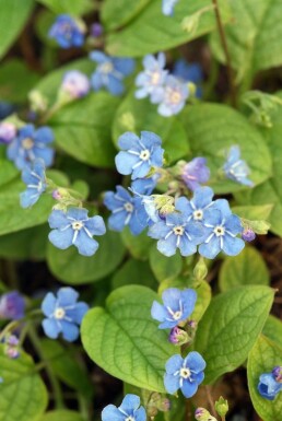 Frühlings-Gedenkemein Omphalodes verna 5-10 Topf 9x9 cm (P9) Omphalodes verna