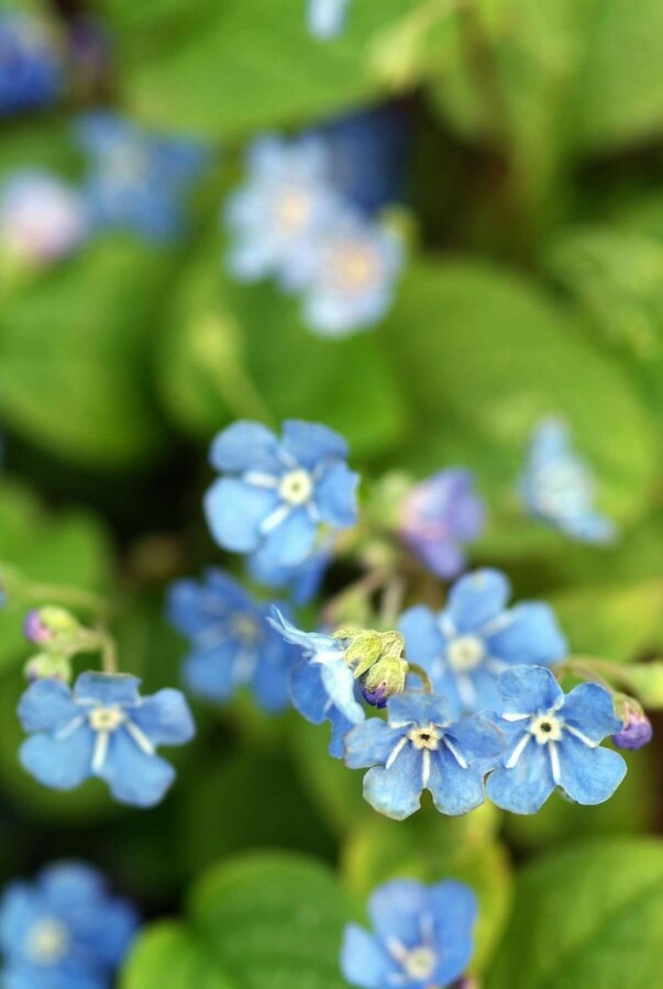 Frühlings-Gedenkemein Omphalodes verna 5-10 Topf 9x9 cm (P9) Omphalodes verna
