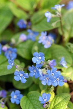 Frühlings-Gedenkemein Omphalodes verna 5-10 Topf 9x9 cm (P9)