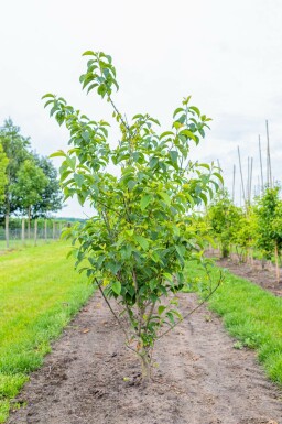 Schneeglöckchenbaum Halesia carolina MehrstÀmmig Halesia carolina MehrstÀmmig