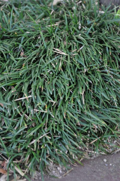 Zwerg-Schlangenbart Ophiopogon Japonicus 'Minor' 5-10 Topf 9x9 cm (P9) Ophiopogon Japonicus 'Minor'