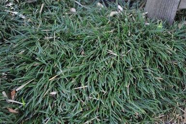 Zwerg-Schlangenbart Ophiopogon Japonicus 'Minor' 5-10 Topf 9x9 cm (P9) Ophiopogon Japonicus 'Minor'