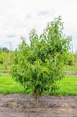 Sieben Söhne des Himmels Heptacodium miconioides Heptacodium miconioides