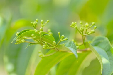 Sieben Söhne des Himmels Heptacodium miconioides Heptacodium miconioides