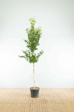 Sieben Söhne des Himmels Heptacodium miconioides Hochstamm Heptacodium miconioides Hochstamm