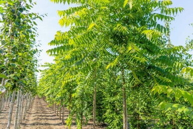 Schwarznuß Juglans nigra Juglans nigra