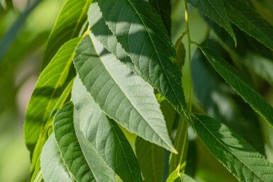 Schwarznuß Juglans nigra Juglans nigra