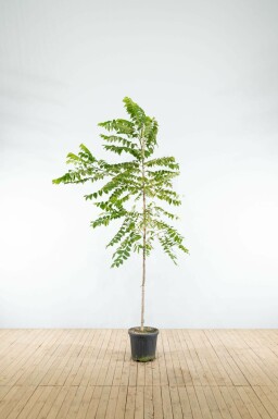Schwarznuß Juglans nigra Hochstamm Juglans nigra Hochstamm
