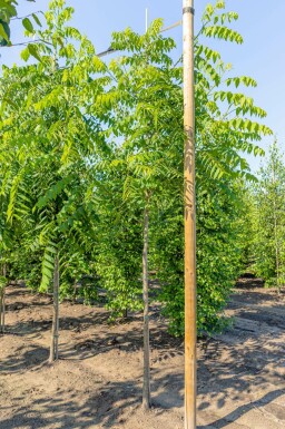 Schwarznuß Juglans nigra Hochstamm Juglans nigra Hochstamm