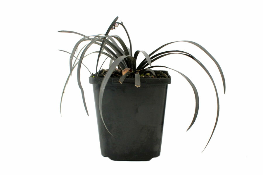 Schwarzblättriger Schlangenbart Ophiopogon planiscapus 'Niger' 5-10 Topf 9x9 cm (P9) Ophiopogon planiscapus 'Niger'