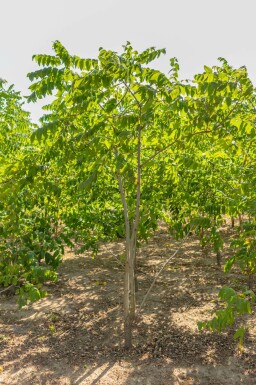 Schwarznuß Juglans nigra Mehrstämmig Juglans nigra Mehrstämmig