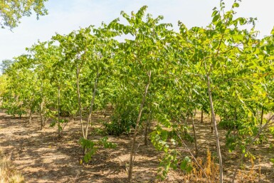 Schwarznuß Juglans nigra Mehrstämmig Juglans nigra Mehrstämmig