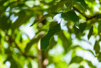 Echte Walnuß Juglans regia Juglans regia