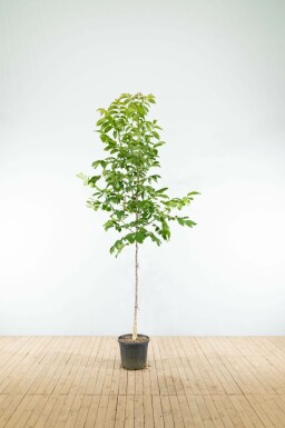 Echte Walnuß Juglans regia Hochstamm Juglans regia Hochstamm