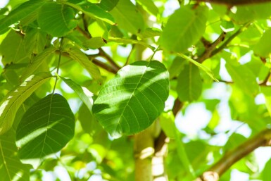 Echte Walnuß Juglans regia Hochstamm Juglans regia Hochstamm