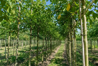 Echte Walnuß Juglans regia Hochstamm Stammumfang 10-12 T Juglans regia Hochstamm 10/12