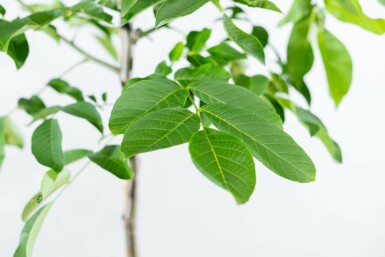 Echte Walnuß Juglans regia Hochstamm Stammumfang 10-12 T Juglans regia Hochstamm 10/12