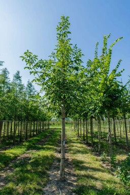 Echte Walnuß Juglans regia Hochstamm Stammumfang 10-12 T Juglans regia Hochstamm 10/12
