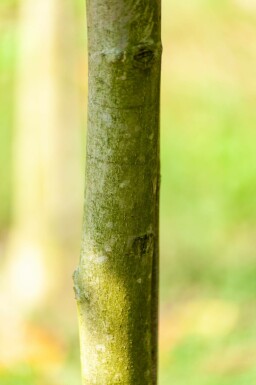 Echte Walnuß Juglans regia Hochstamm Stammumfang 10-12 T Juglans regia Hochstamm 10/12